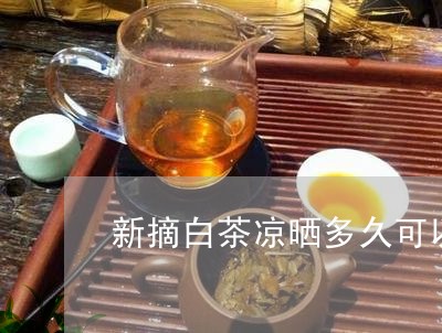 新摘白茶凉晒多久可以喝/2023102671615