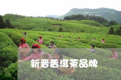 新晋普洱茶品牌/2023082915059