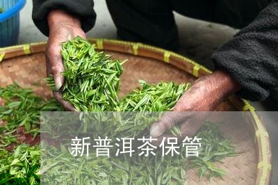 新普洱茶保管/2023042637964