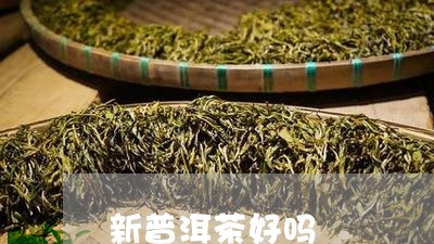 新普洱茶好吗/2023042626634