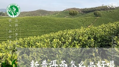 新普洱茶怎么品好喝/2023080104050