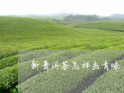 新普洱茶怎样去青味/2023120435359