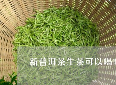 新普洱茶生茶可以喝吗/2023073131627