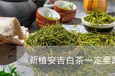 新植安吉白茶一定要踩吗/2023102642647