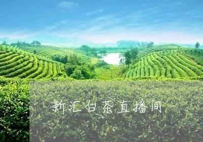 新汇白茶直播间/2023060142725