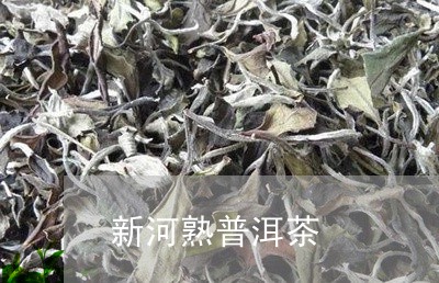 新河熟普洱茶/2023042728567