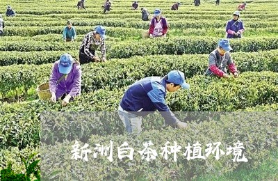 新洲白茶种植环境/2023062195141