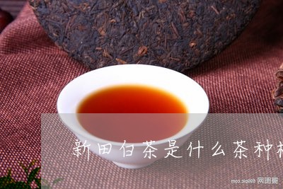 新田白茶是什么茶种植/2023100175461