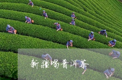 新疆喝普洱茶/2023042924844