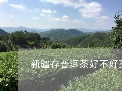 新疆存普洱茶好不好买到/2023112716161