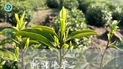 新疆泡茶/2023090190695