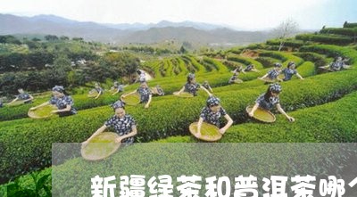 新疆绿茶和普洱茶哪个好/2023050732916