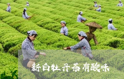 新白牡丹茶有酸味/2023062185747