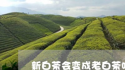 新白茶会变成老白茶吗/2023100179682