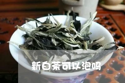 新白茶可以泡吗/2023060102515