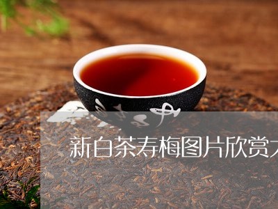 新白茶寿梅图片欣赏大全/2023102684938