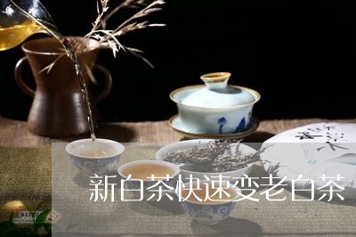 新白茶快速变老白茶/2023082536957