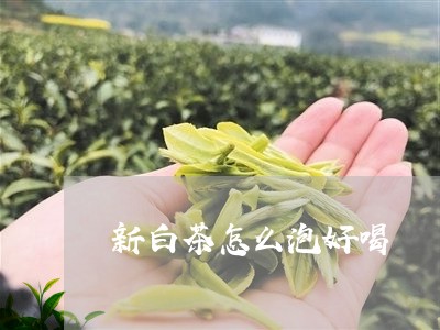 新白茶怎么泡好喝/2023062142504