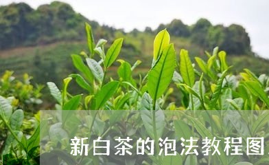 新白茶的泡法教程图片/2023100160416