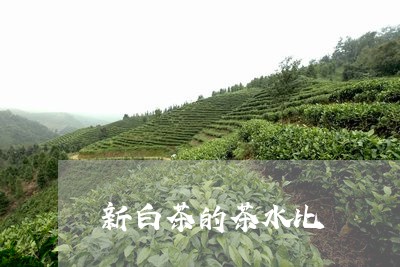 新白茶的茶水比/2023060138593