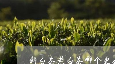 新白茶老白茶哪个更好喝/2023102680514