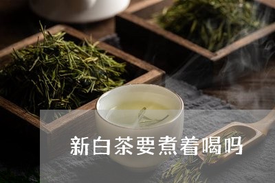 新白茶要煮着喝吗/2023062152917