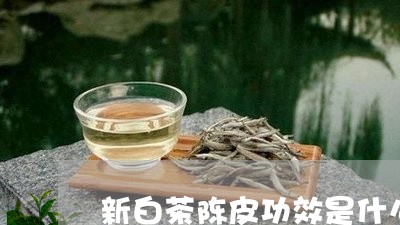 新白茶陈皮功效是什么呢/2023102650694