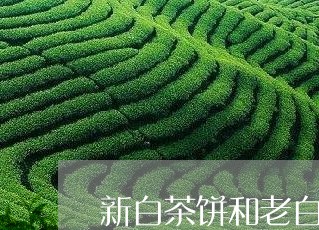 新白茶饼和老白茶饼的区别/2023082564835