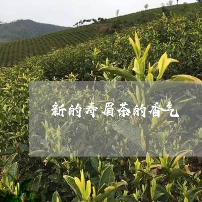 新的寿眉茶的香气/2023090835936