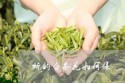 新的白茶花如何保/2023100123047