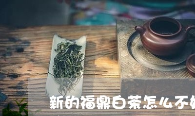 新的福鼎白茶怎么不好喝/2023092192847