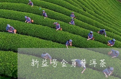 新益号金芽普洱茶/2023101610606