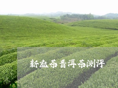 新益茶普洱茶测评/2023112626020