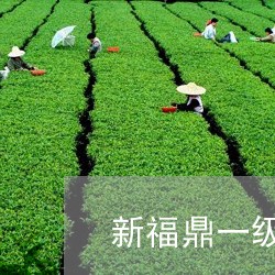 新福鼎一级白牡丹茶口感/2023092262825