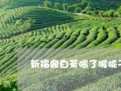 新福鼎白茶喝了喉咙干/2023120705068