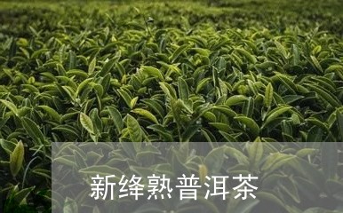 新绛熟普洱茶/2023042754376