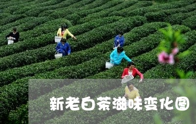 新老白茶滋味变化图/2023082509487