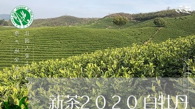 新茶2020白牡丹/2023120507373