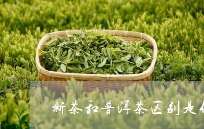 新茶和普洱茶区别是什么/2023102495948