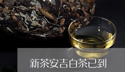 新茶安吉白茶已到/2023062101836