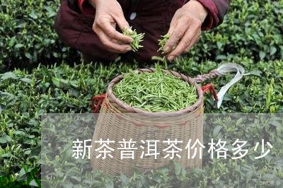 新茶普洱茶价格多少/2023121630484