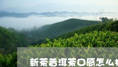 新茶普洱茶口感怎么样好喝吗/2023052802825