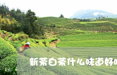 新茶白茶什么味道好喝/2023063062827