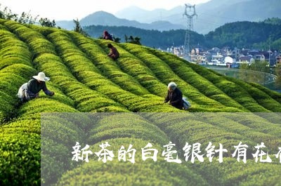 新茶的白毫银针有花香吗/2023102695159