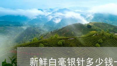 新鲜白毫银针多少钱一斤/2023092335249