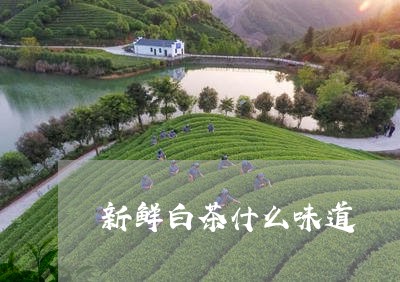 新鲜白茶什么味道/2023062195946