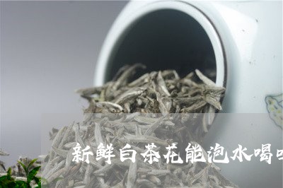 新鲜白茶花能泡水喝吗/2023100161584