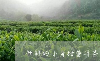 新鲜的小青柑普洱茶/2023111051815