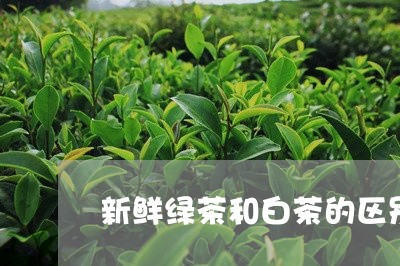 新鲜绿茶和白茶的区别/2023100177384