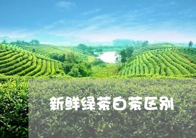 新鲜绿茶白茶区别/2023062174158